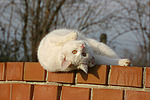 katzenfotos hauskatze