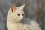 katzenfotos hauskatze