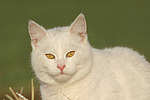 katzenfotos hauskatze