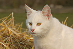 katzenfotos hauskatze