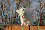 katzenfotos hauskatze