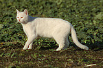 katzenfotos hauskatze