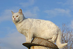 katzenfotos hauskatze