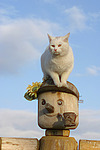 katzenfotos hauskatze