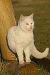 katzenfotos hauskatze