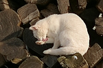 katzenfotos hauskatze