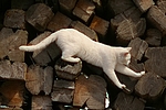 katzenfotos hauskatze
