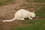katzenfotos hauskatze