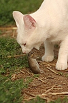 katzenfotos hauskatze