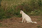 katzenfotos hauskatze