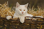 katzenfotos hauskatze