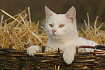 katzenfotos hauskatze