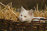 katzenfotos hauskatze