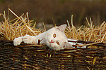 katzenfotos hauskatze