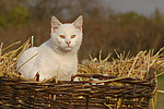 katzenfotos hauskatze