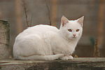 katzenfotos hauskatze