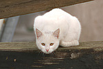 katzenfotos hauskatze