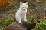 katzenfotos hauskatze