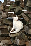 katzenfotos hauskatze