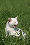 katzenfotos hauskatze
