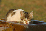 katzenfotos hauskatze