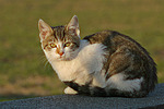 katzenfotos hauskatze