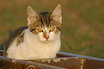 katzenfotos hauskatze