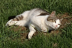 katzenfotos hauskatze