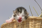 katzenfotos hauskatze