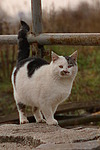 katzenfotos hauskatze