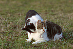 katzenfotos hauskatze
