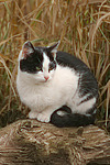 katzenfotos hauskatze