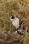 katzenfotos hauskatze