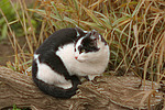 katzenfotos hauskatze