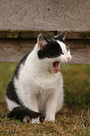 katzenfotos hauskatze