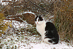katzenfotos hauskatze