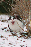 katzenfotos hauskatze