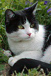 katzenfotos hauskatze