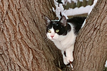 katzenfotos hauskatze
