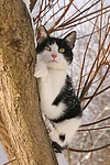 katzenfotos hauskatze