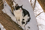 katzenfotos hauskatze