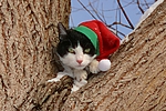 katzenfotos hauskatze