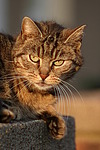 katzenfotos hauskatze