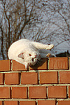 katzenfotos hauskatze