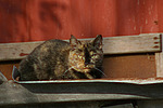 katzenfotos hauskatze