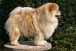 hundefotos chow_chow