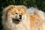hundefotos chow_chow