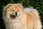 hundefotos chow_chow