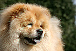 hundefotos chow_chow