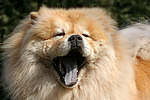 hundefotos chow_chow
